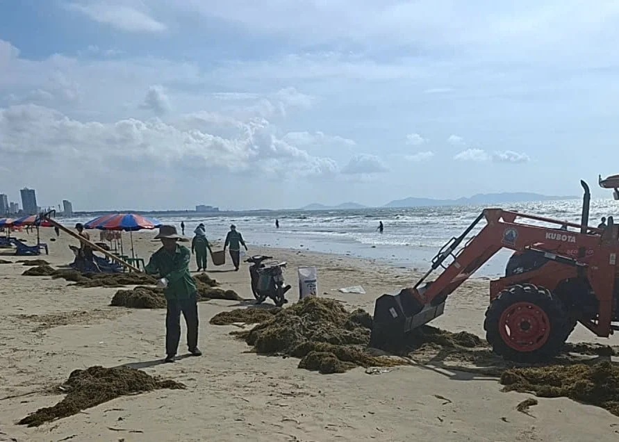 TP.HCM xử lý lục bình và rác đại dương trôi dạt vào bãi biển